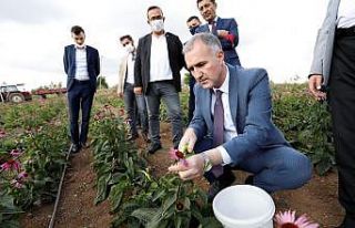 İnegöl’de ilk kez ekinezya hasadı yapıldı