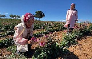 Isparta’da devlet desteği ile dikilen ekinezyalar...