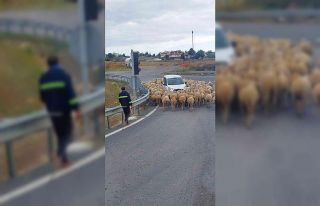İstanbul-Tekirdağ yolunda araçların koyun sürüsüyle...