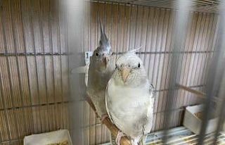 İstanbul’da ’kaçak papağan çiftliğine’...