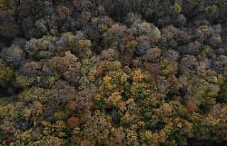 Istranca ormanlarında sonbahar güzelliği