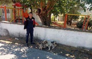 İtfaiyeden yavru köpek kurtarma operasyonu