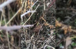 İznik’te göl kenarında el bombası bulundu