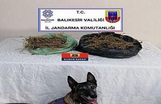 Jandarma 23 kilo esrar ele geçirdi
