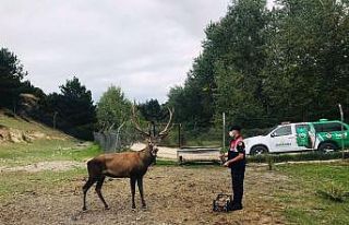 Jandarma ekipleri, hem yaban hayatı hem de sokak...