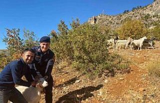 Jandarma kayıp keçileri drone ile buldu