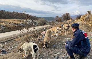 Jandarma sokak hayvanları unutmadı