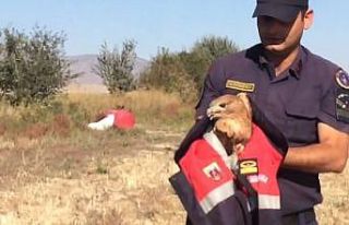 Jandarmadan yaralı kartala şefkat eli