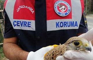 Jandarma’nın bulduğu yaralı ‘Doğan’ kuşu...