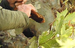 Kaçak kraliçe arı, 10 bin arıyla bulundu