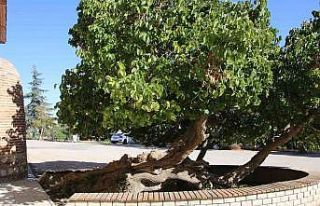 Kadir Gecesi’nde secde ettiği rivayet edilen dut...