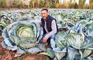 Kahramanmaraş’ta dev lahanalar görenleri şaşırtıyor