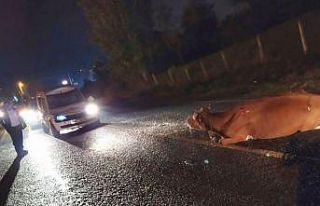Kamyonetin çarptığı inek telef oldu