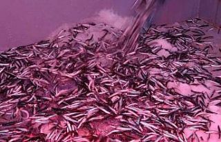 Karadeniz hamsisi yüzleri güldürüyor