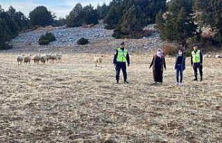 Karaman’da kayıp koyunları jandarma drone ile...