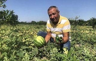 Karpuz üzdü, salatalık güldürdü