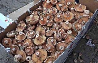 Kasaplarda işlerin durmasına yol açan mantarın...