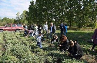 Kastamonu’da kara mürverin hasadı başladı
