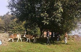 Kaybolan hayvanları jandarma ekipleri buldu