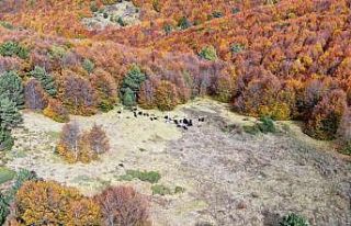 Kaybolan koyunlar dronla bulundu