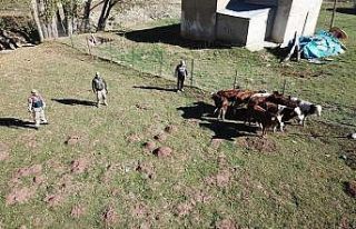 Kayıp büyükbaş hayvanları jandarma ekipleri droneyle...