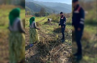 Kayıp buzağıları Jandarma buldu