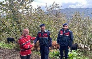 Kayıp hayvanlar bulunarak sahibine teslim edildi