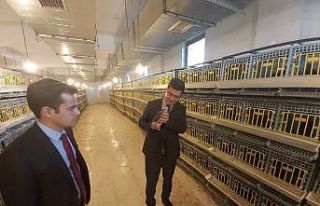 Kaymakam Düzgün, Keklik Üretme Merkezinde incelemelerde...