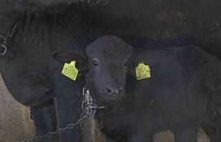 Kayseri’de ilk suni tohumlamayla doğan mandaya...