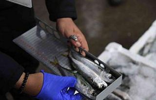 Kayseri’de yasal boy limitinin altında bin 400...