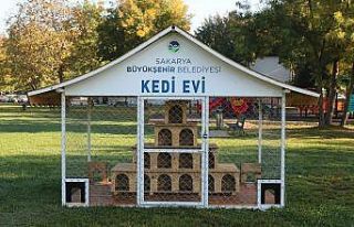 Kediler bu projeyle daha güvende