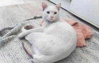 Kedinin kuyruğunu çelik telle bağladılar