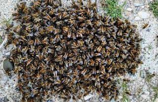 Kenevirin, arı katili "varroa"dan koruduğu...