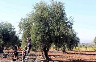 Kilis’te zeytinde erken hasat dönemi