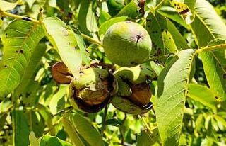 Kilosu 30 liraya bir yıl önceden satılıyor