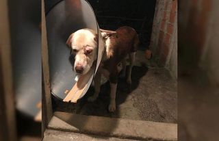 Kimliği belirsiz kişiler köpeği dövüp yaraladı