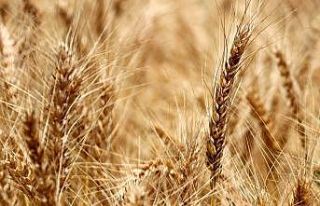 Kırklareli’nde buğdayda verim arttı, ayçiçeğini...