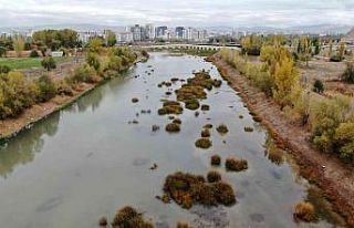Kızılırmak otlağa dönüştü