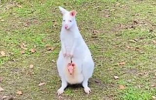 Kocaeli’de dünyaya gelen minik kanguru kesesinden...