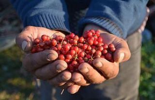 Kokina çiçeğini İstanbul’dan gelip topluyorlar