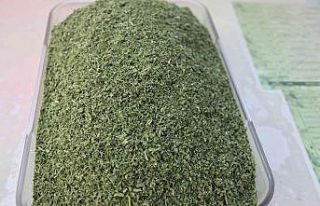 Kokusuyla yemeklere lezzet katan pıltan otuna ilgi