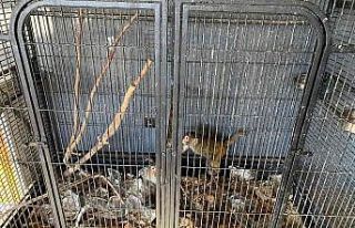 Konya’da beslenmesi yasak olan 2 maymun bulundu