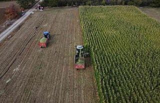 Konya’da silajlık mısır üretimi arttı