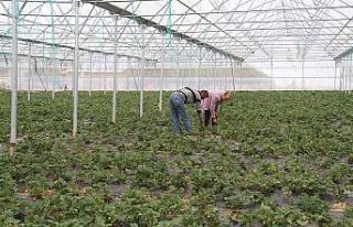 Konya’nın coğrafi işaretli organik çileği artık...