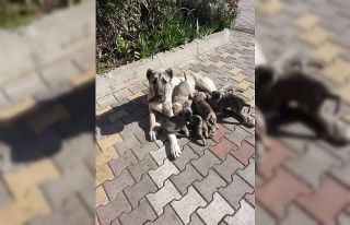 Köpeği öldüren çobana para cezası