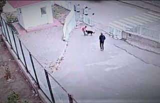 Köpeğin saldırısına uğrayan çocuğu okul güvenliği...