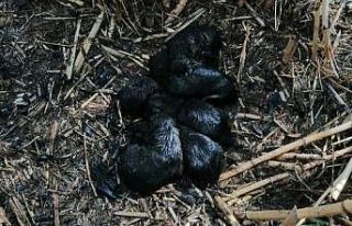 Köpek yavrularını yanmaktan itfaiye ekipleri kurtardı