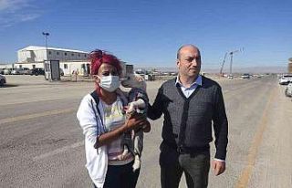 Köpekleri poşetleyip bagaja koyan çalışanın...