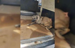 Köpekleri yaşatmak için seferber oldular