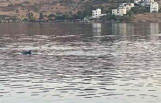 Koya giren yunus sürüsünü balıkçılar görüntüledi